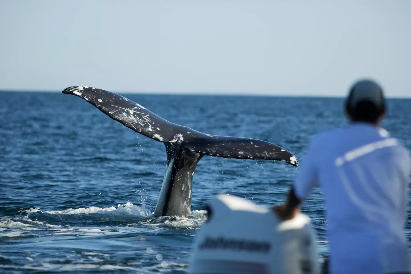 Baja is known as one of the world's best spots for whale-watching.