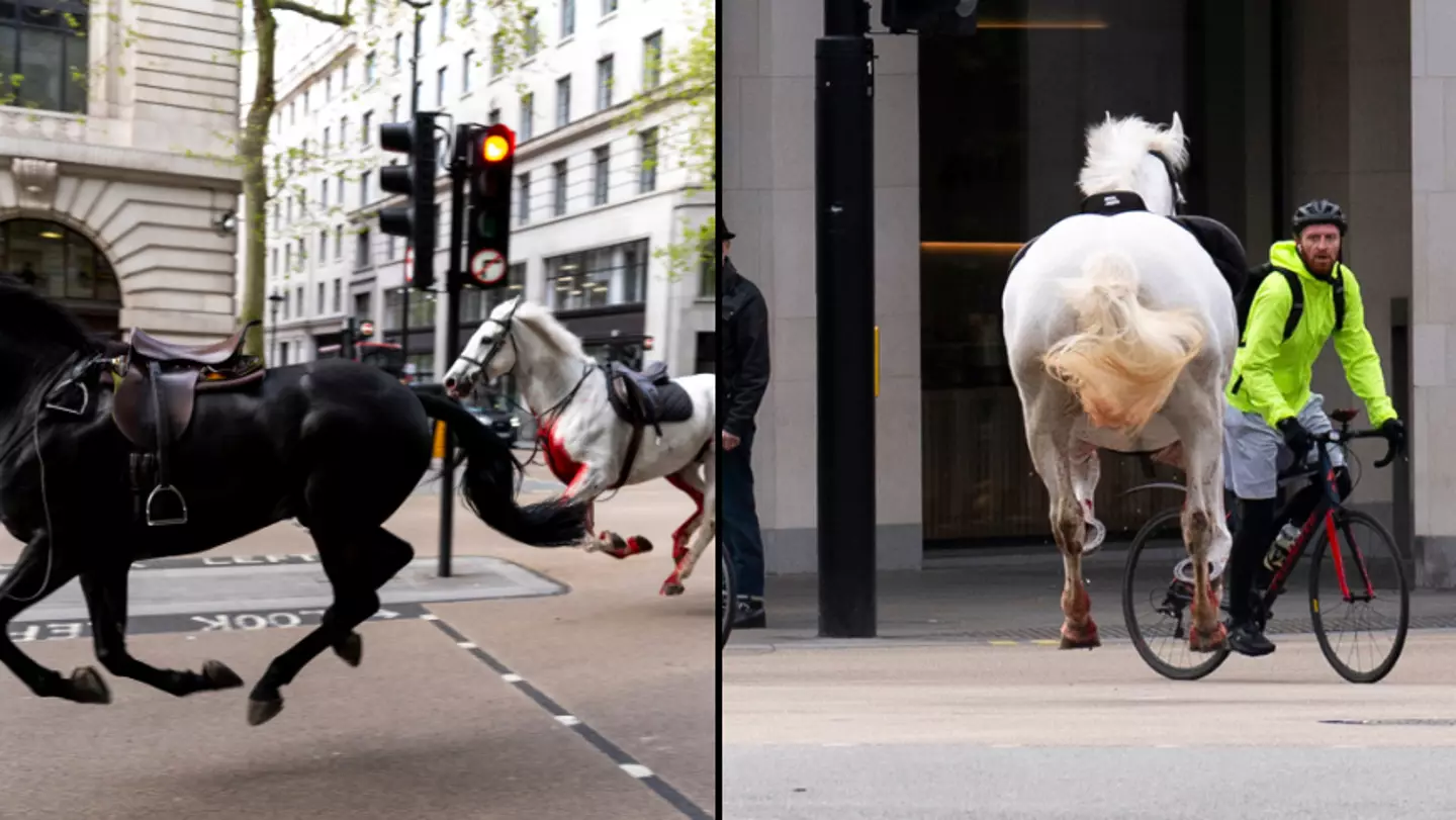 Blood-covered horses running loose through central London in scary scenes were 'spooked by builders'