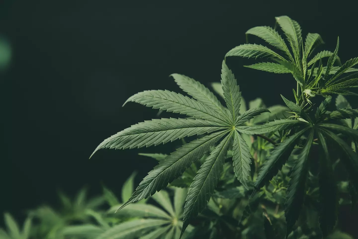 Cannabis is arguably the most popular recreational drug worldwide, despite differences in legality (Getty Stock Images)
