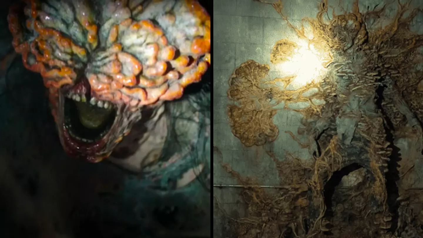 The Last of Us fungus cordyceps is actually real