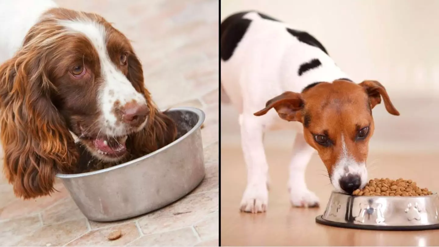 Results Of New Study Revealing How Often You Should Feed Your Dog A Day Shocks Scientists
