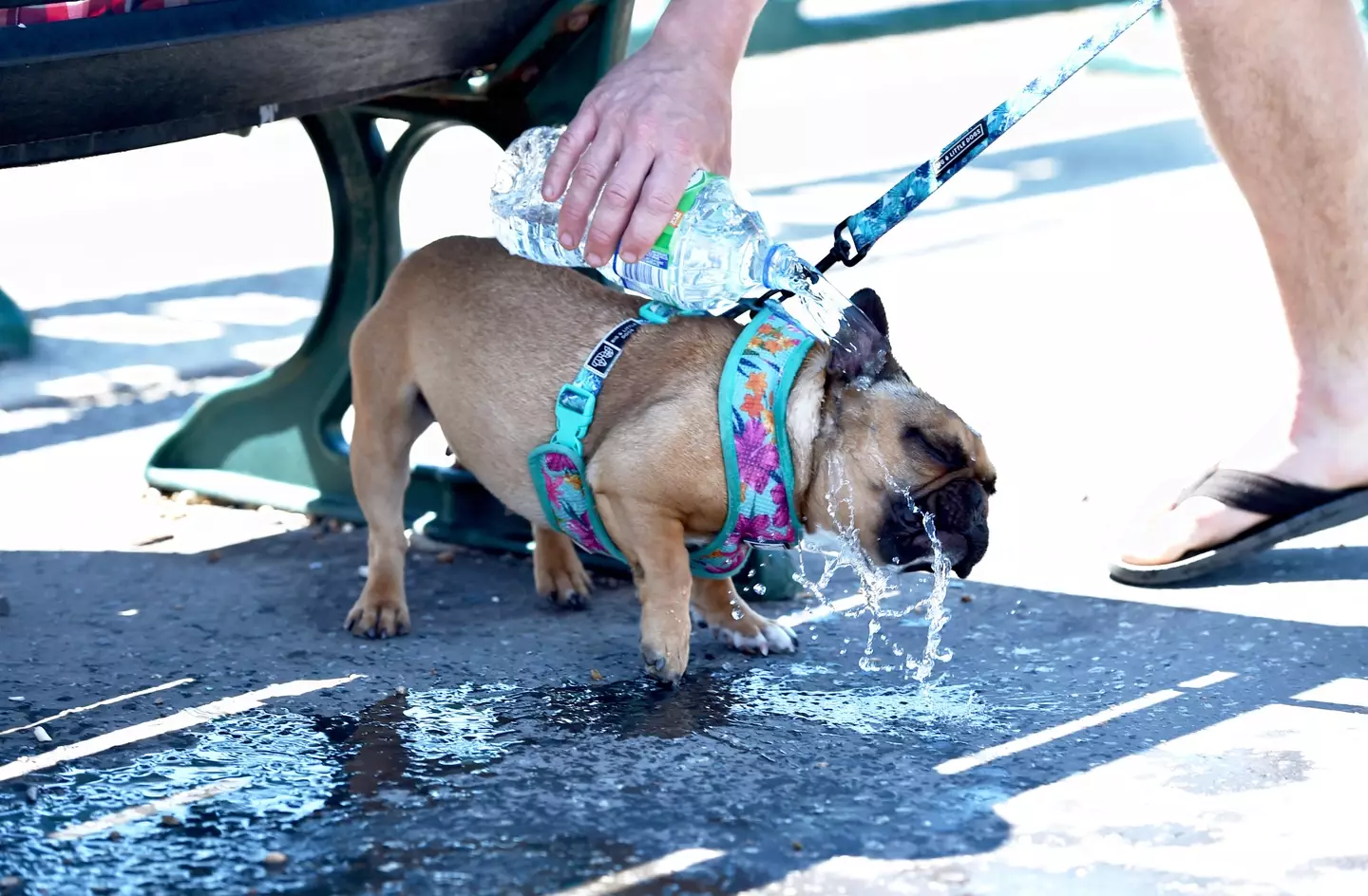 The RSPCA and Blue Cross have issued a warning to pet owners ahead of the heatwave which is set to hit the UK this week.