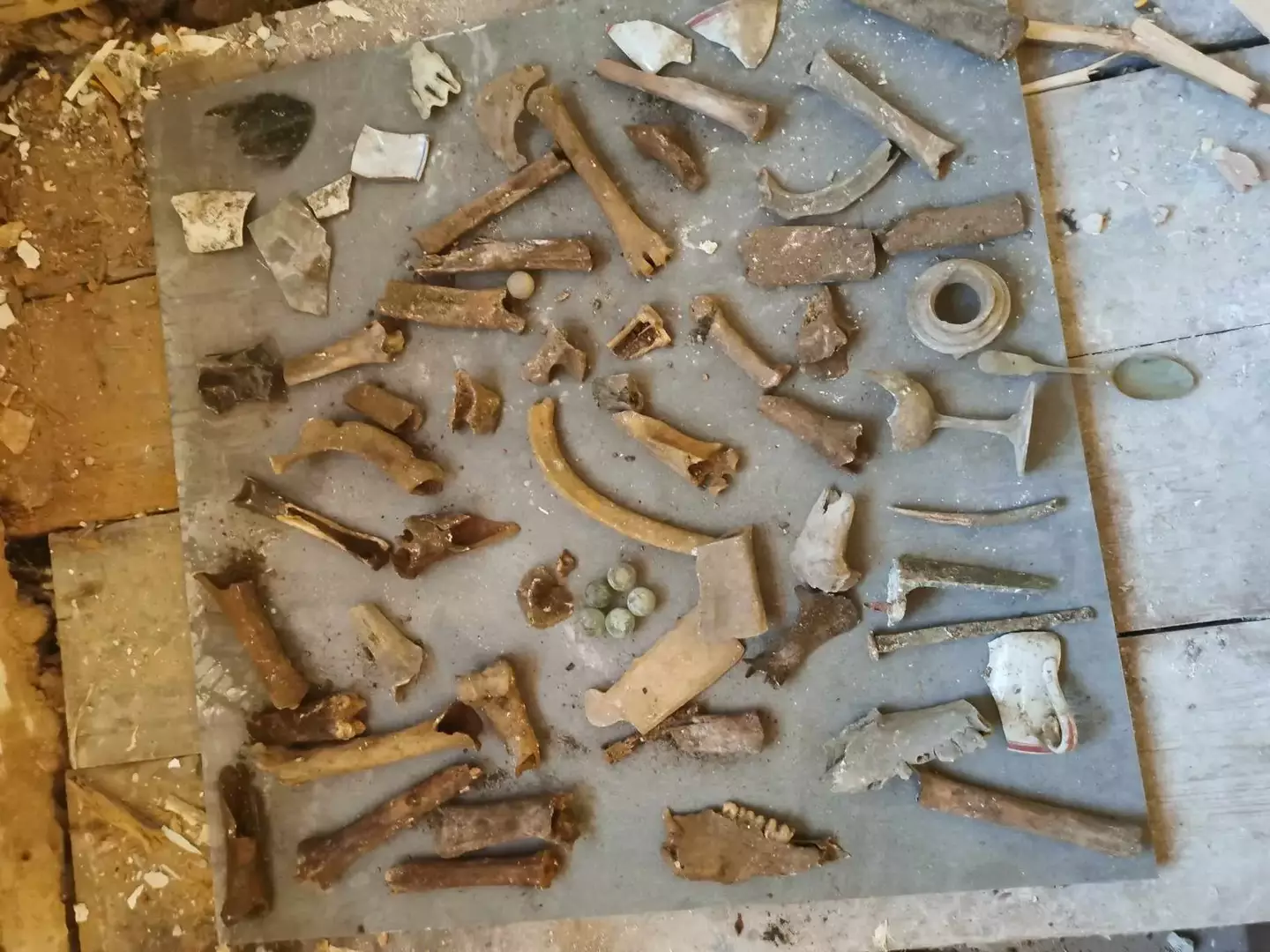 The plumber ended up finding 20 other bones.