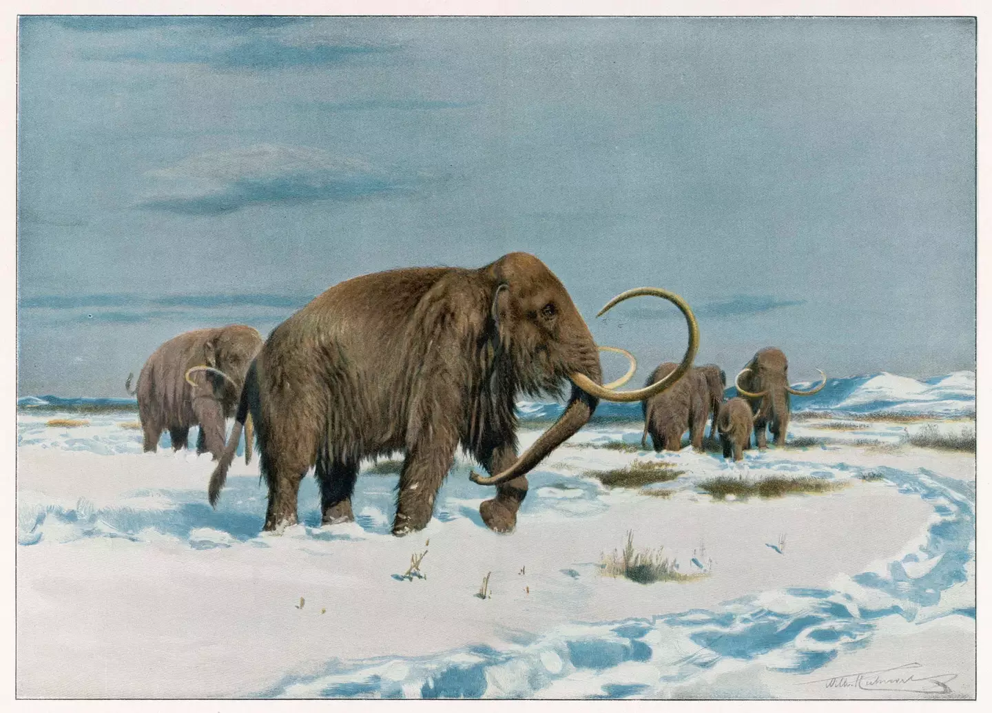 Mammoths could be making an unexpected comeback.