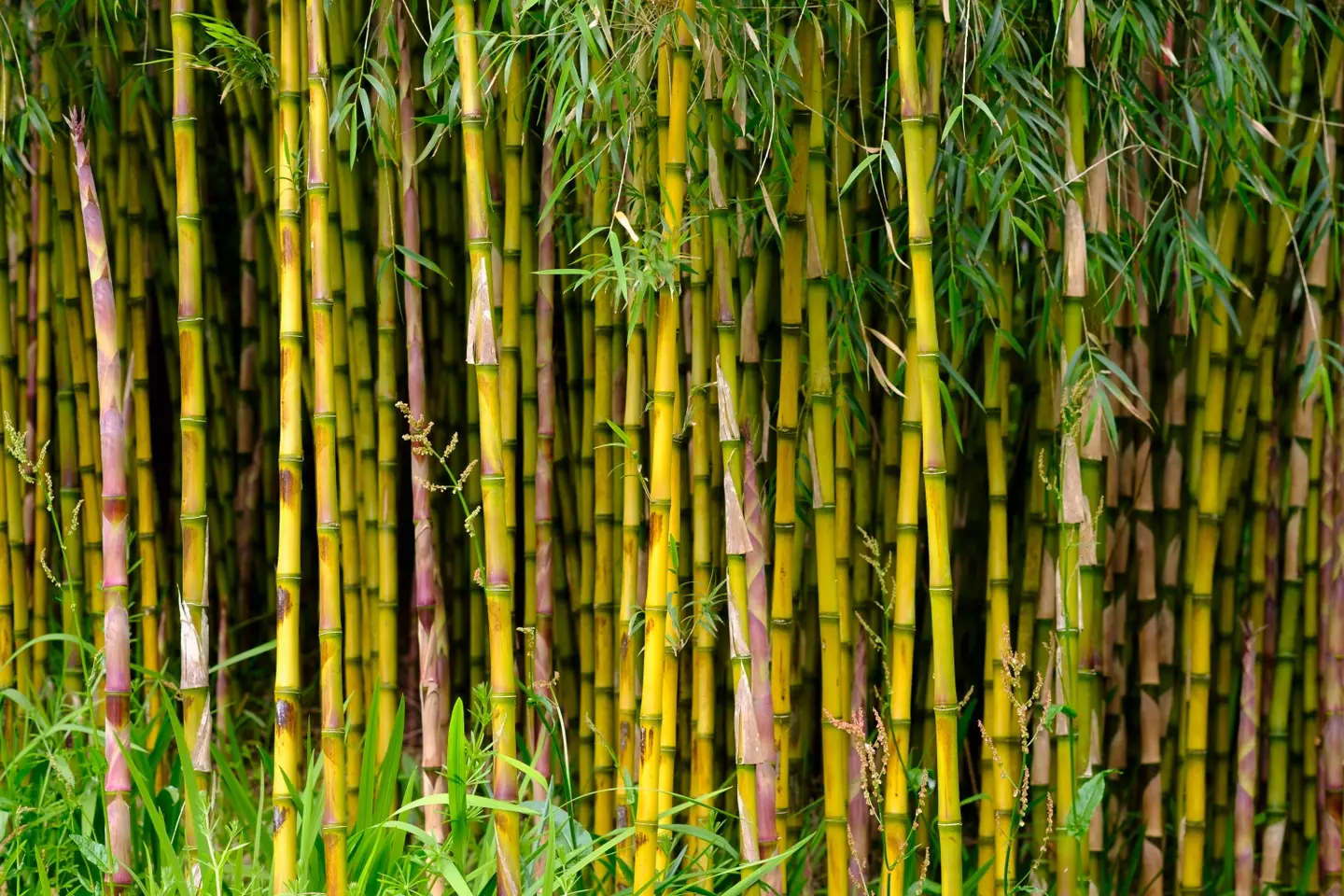 Invasive bamboo can damage your property.