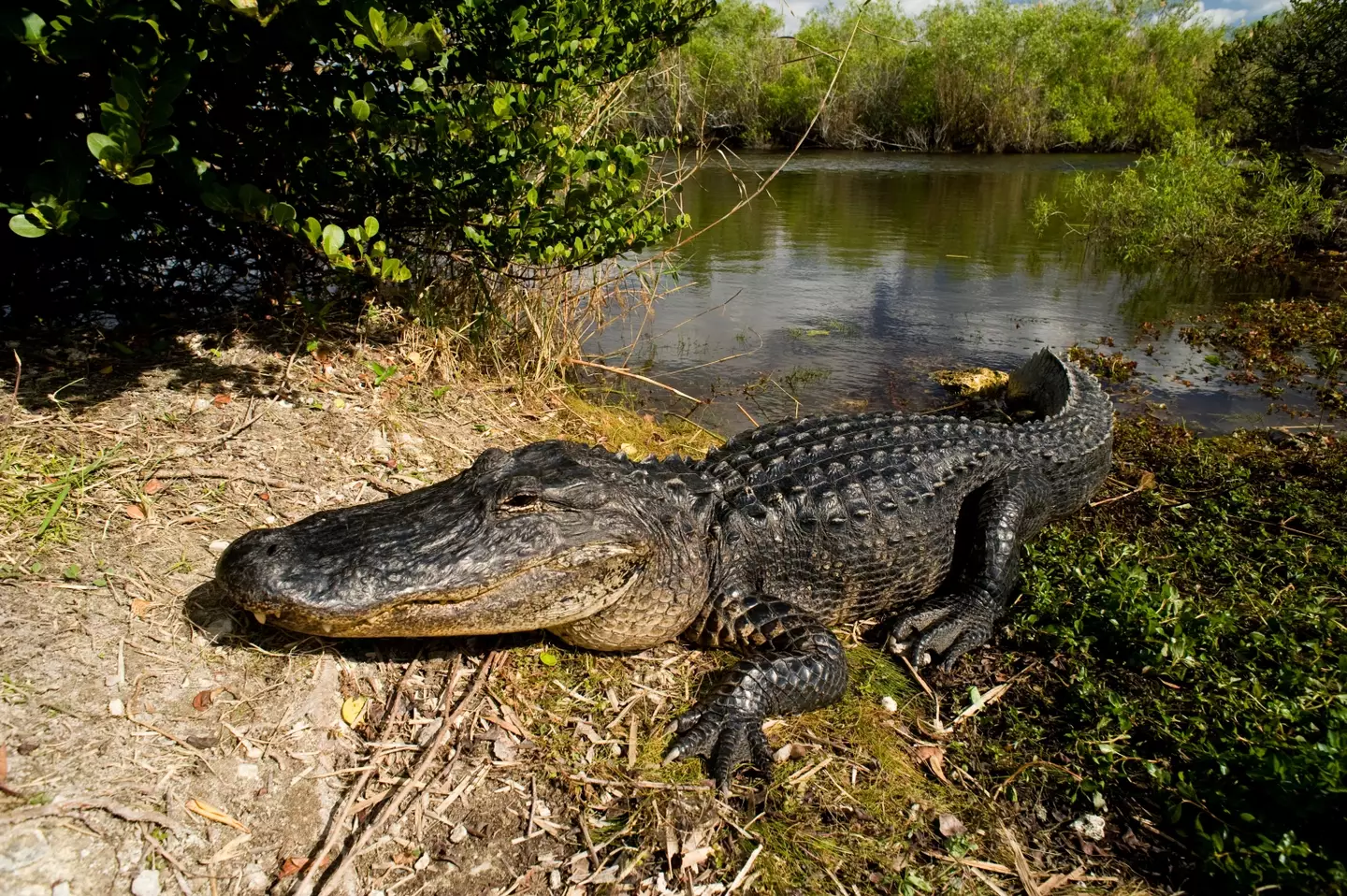 Look out mate, a massive snake would have you easily.