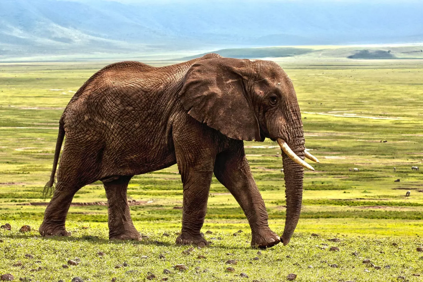 An elephant in Thailand has ripped his 32-year-old handler in half.