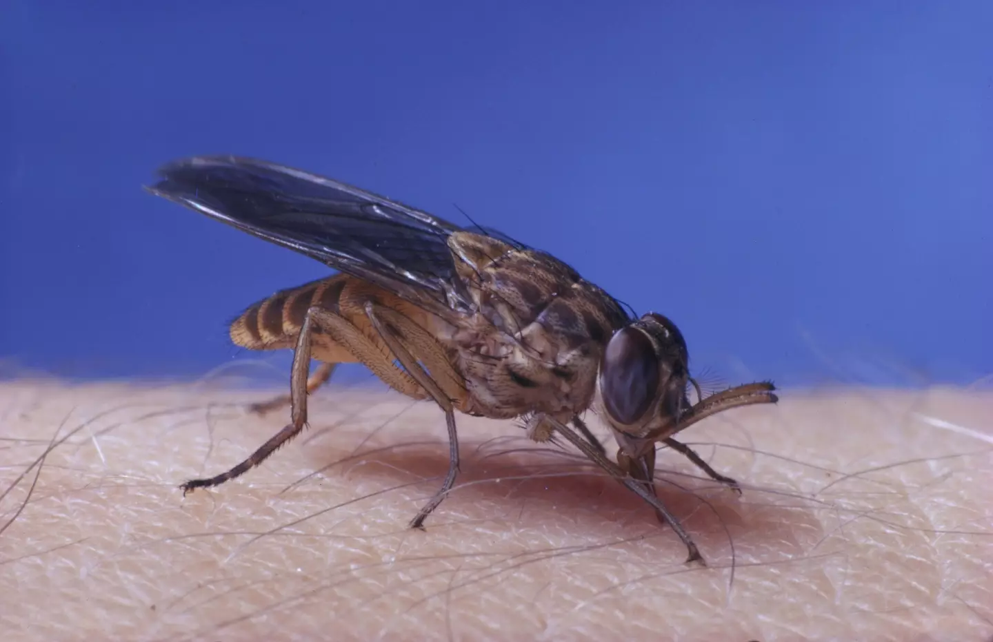 Tsetse flies are the species responsible for spreading the disease (Getty Stock Photo)