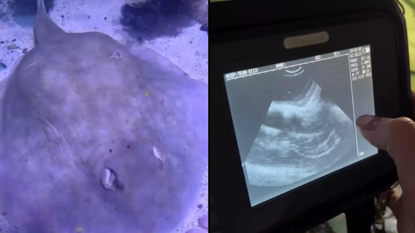Aquarium confirms Charlotte the virgin stingray that got pregnant by herself is sadly no longer pregnant