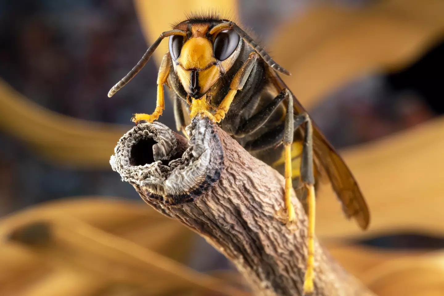 Asian hornets have been spotted in the UK several times this year.