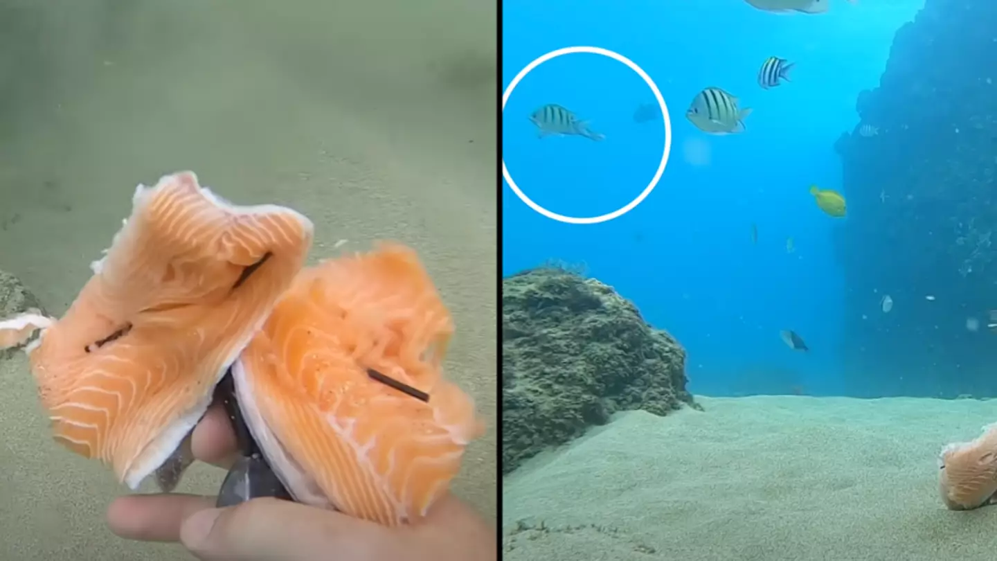 People disturbed after man drops salmon with GoPro to the bottom of the ocean to see what happens