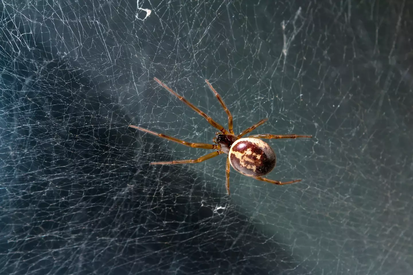 False widows usually only bite when they feel threatened.