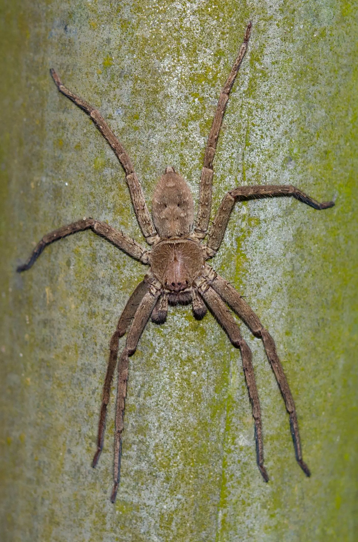 Huntsman spider in Klungkung, Bali, Indonesia.