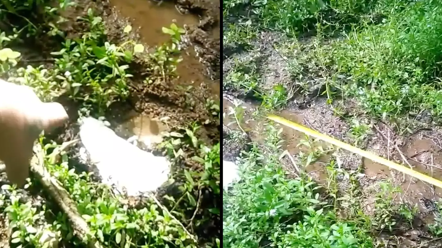 Man finds bigfoot foot prints which shows huge strides of creature