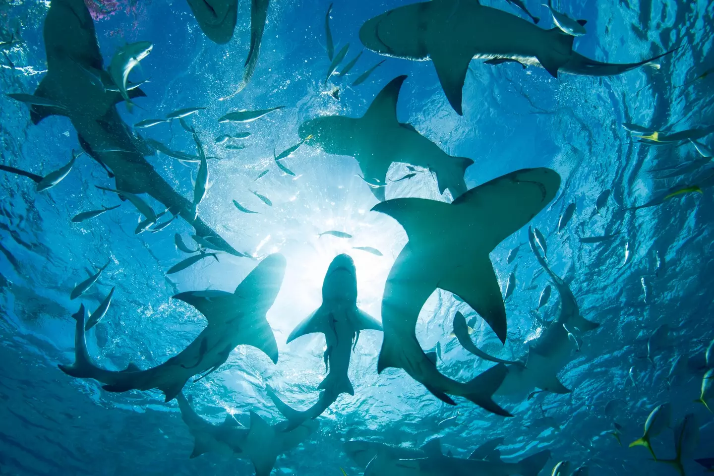 The man is in hospital following the incident (Stephen Frink/Getty Images), shark attack