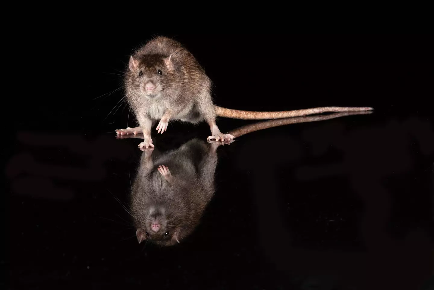 There's a gruesome way in which a rat can hurt a human (Getty Stock Image)