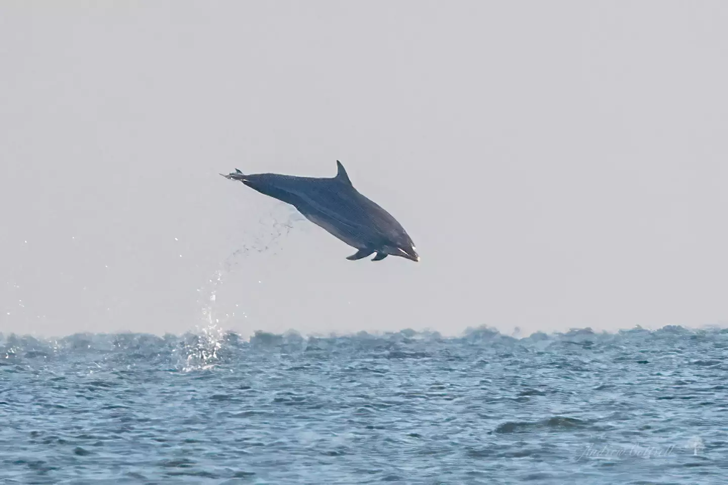 Some of the leaping dolphins made it as high as three metres out of the water.
