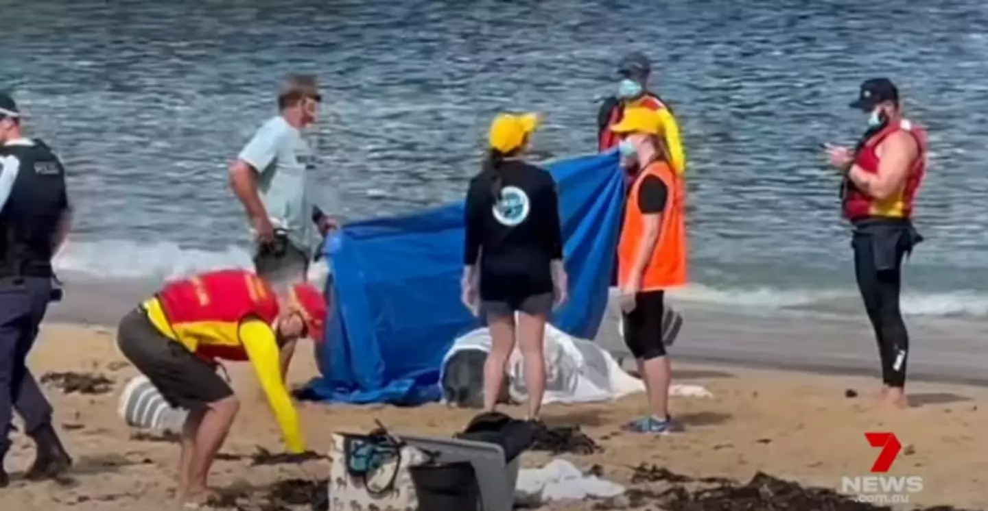 People tried to save the dolphin, but it was no good.