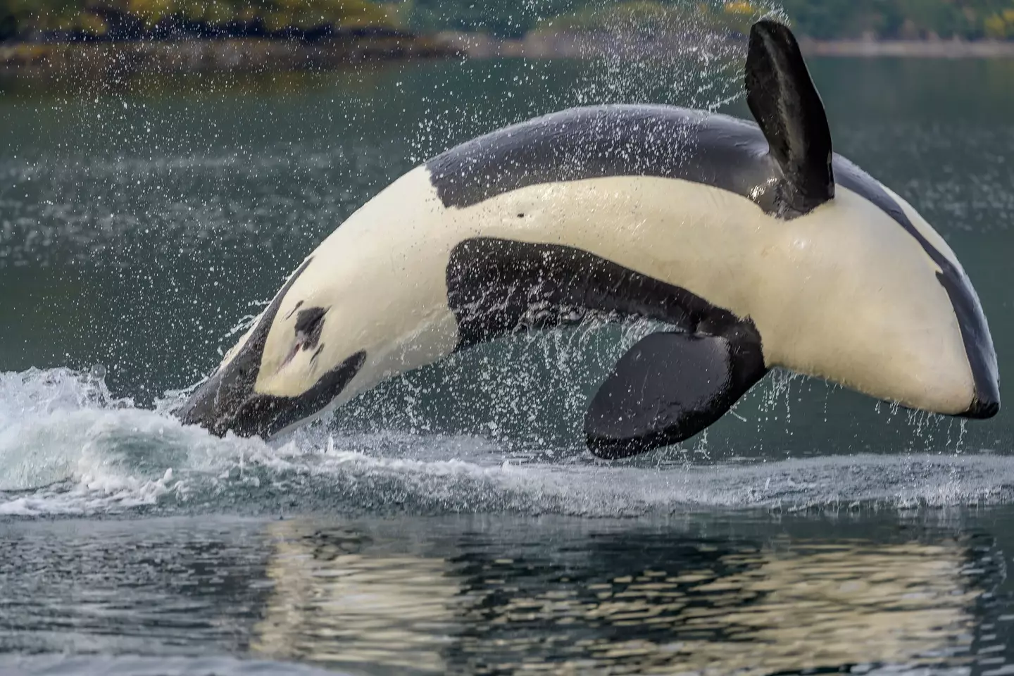 Free Willy wasn't as friendly as he seemed in the film (Getty Stock)