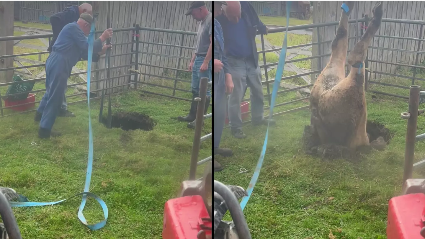Farmer rescues cow completely swallowed by sinkhole in tense footage