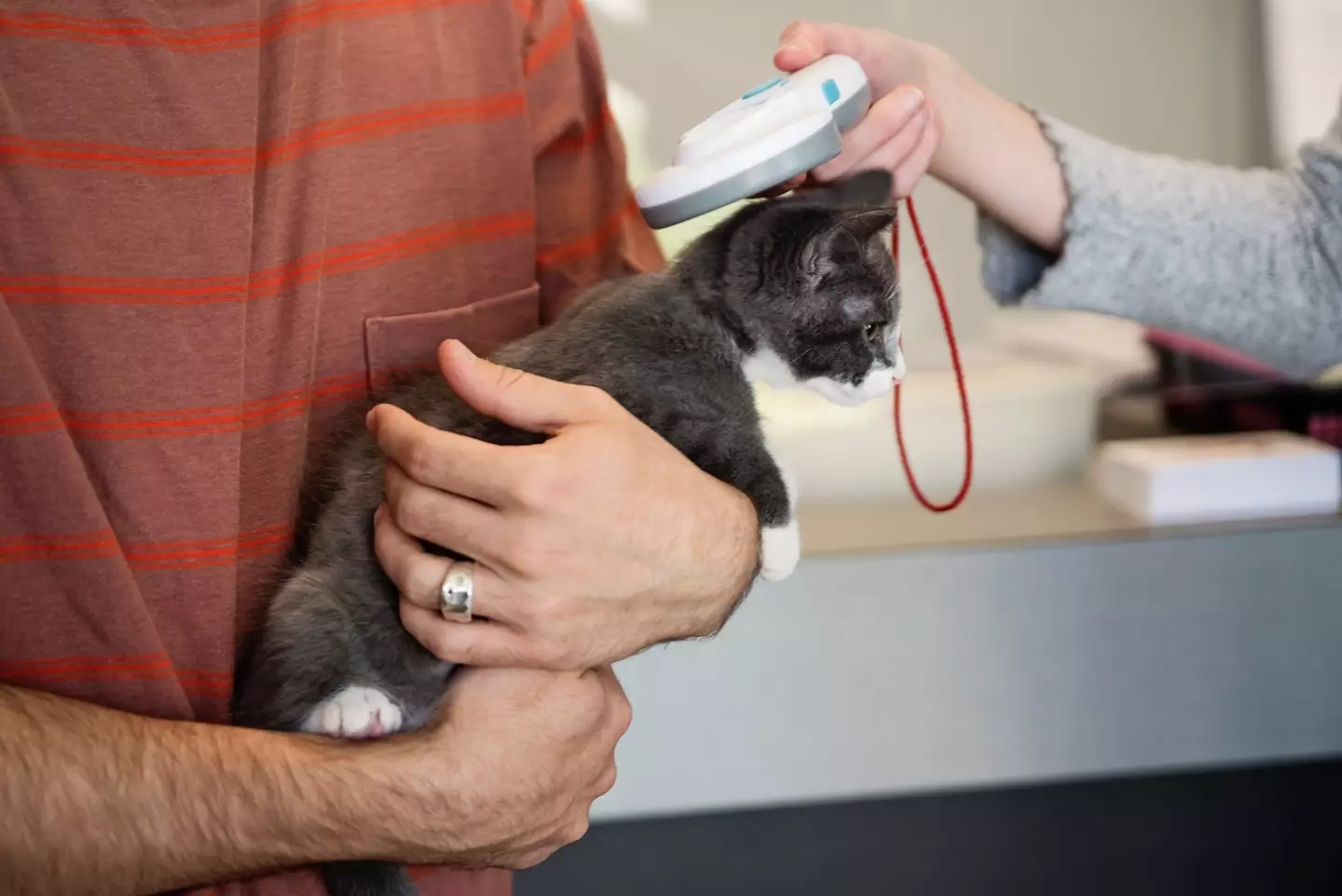 Microchipping is simple (Getty Stock Images)