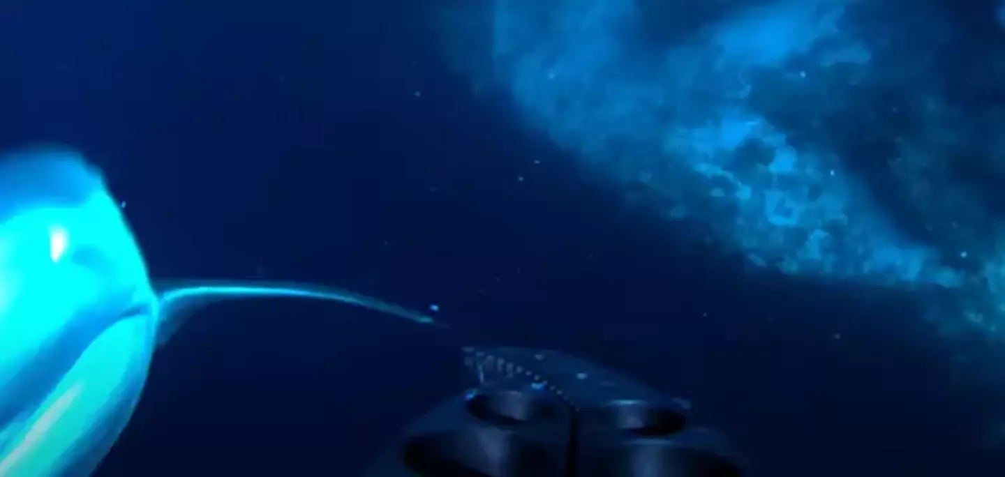 The shark was not so friendly after all (YouTube/Will Mitchell)