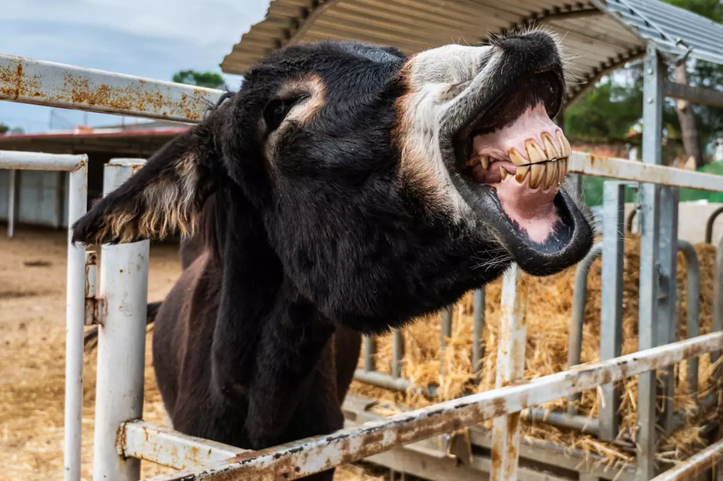 A donkey showing its teeth in 'Burrolandia' (Donkeyland). (Photo by Marcos del Mazo/LightRocket via Getty Images)