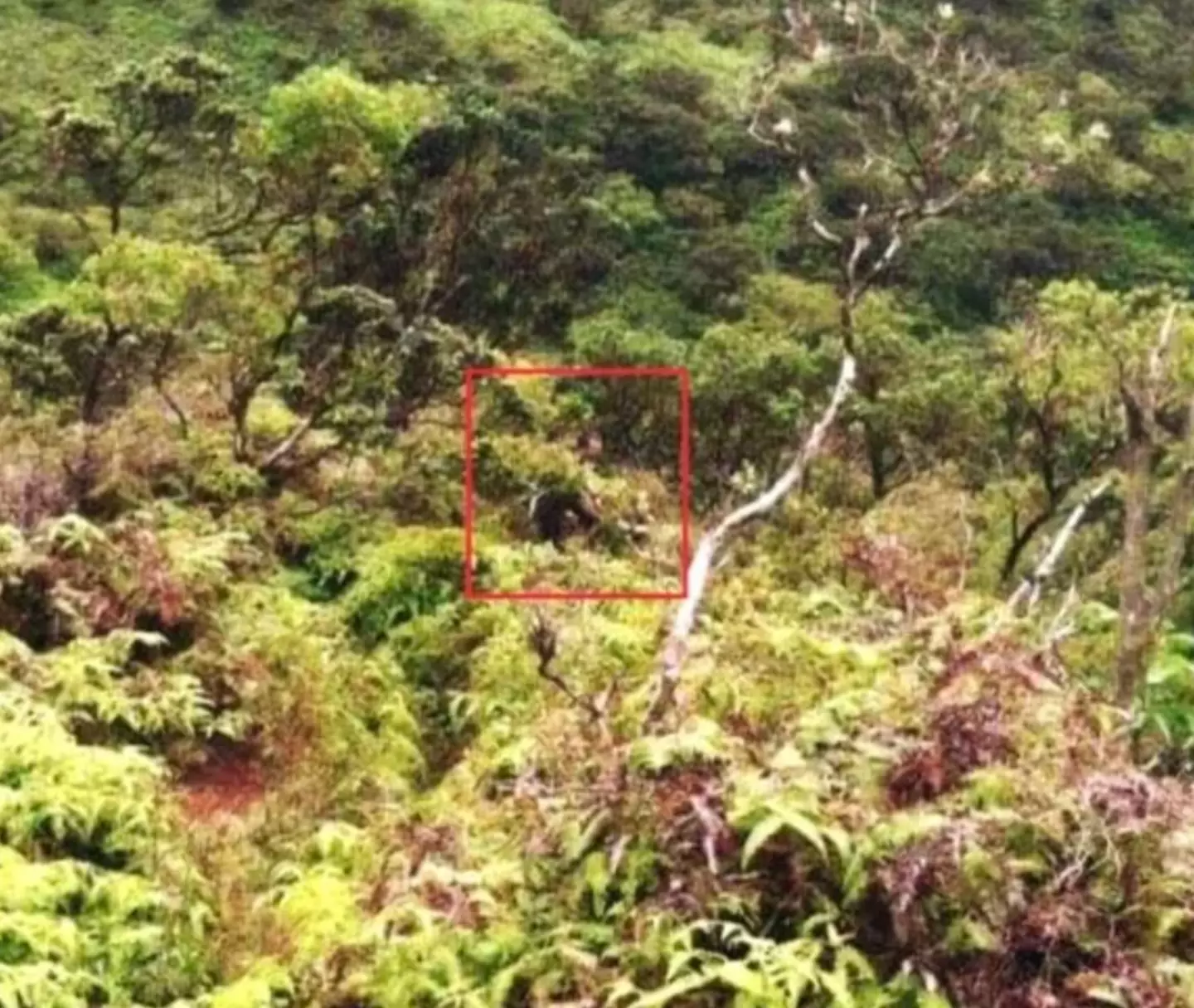 The mysterious 'shadow man' was the final image Daylenn Pua sent his family (Crime Stoppers Honolulu)