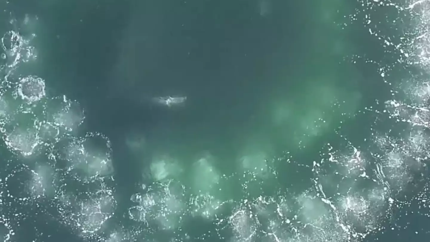 People terrified after realising what 'circle of bubbles' in the sea actually is