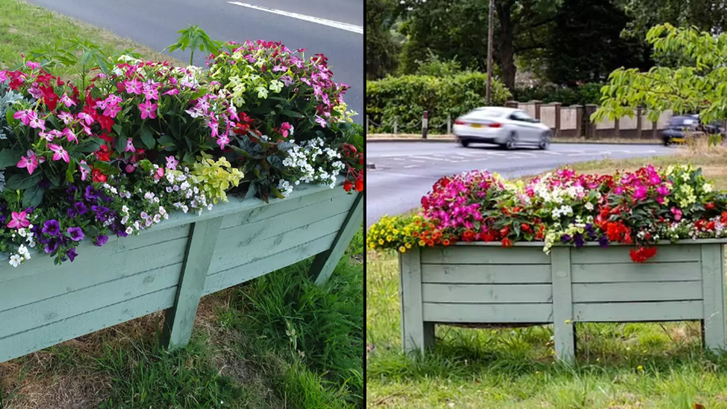 Council Accidentally Plants Cannabis In Towns Floral Displays