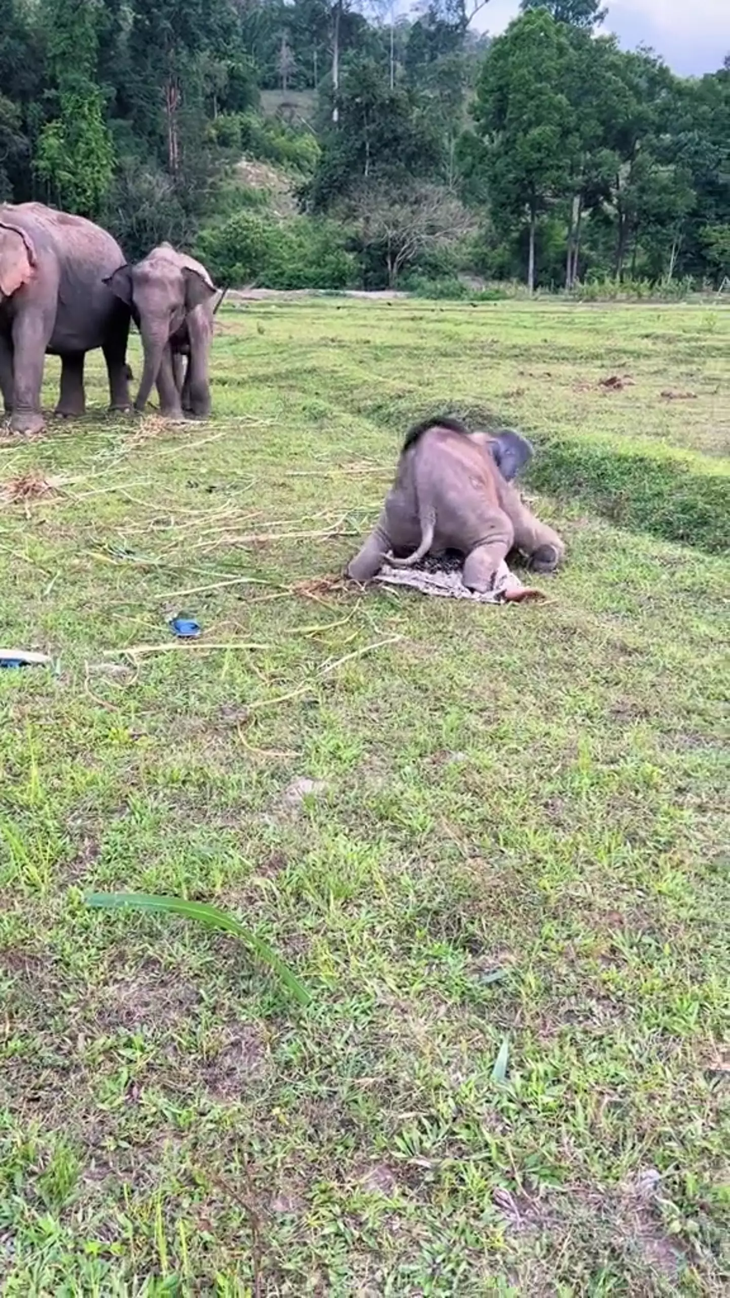 People suggested the elephant wanted to do a bit more than just play.