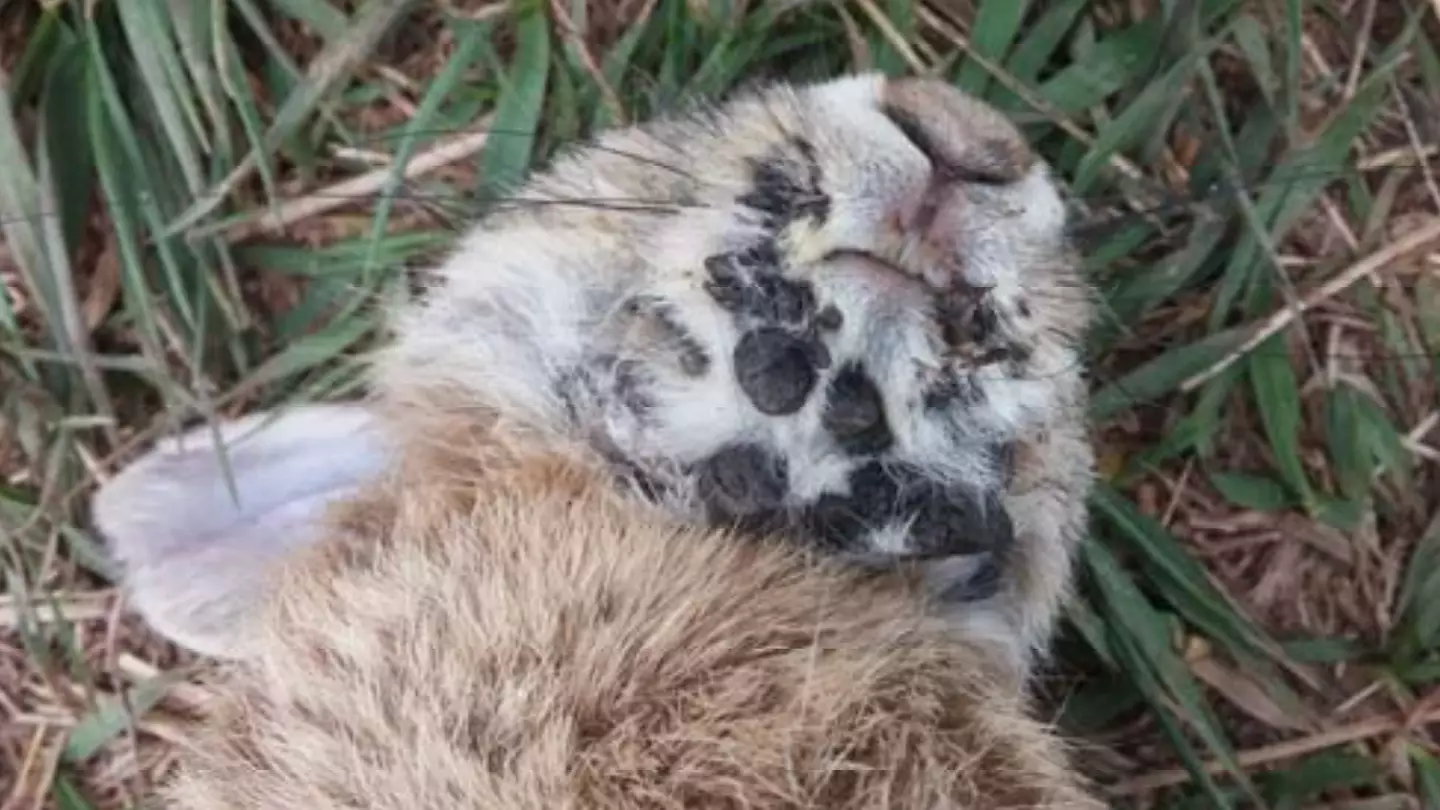 Local expert sends message to the internet getting freaked out by ‘Frankenstein’ bunnies with horns