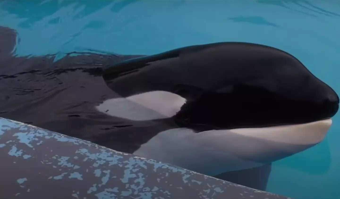 In the end Willy did become free, but the story isn't so simple. (Warner Bros)