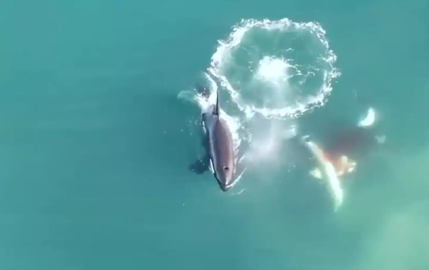 Mercy? What's that? (Sea Search Research and Conservation)