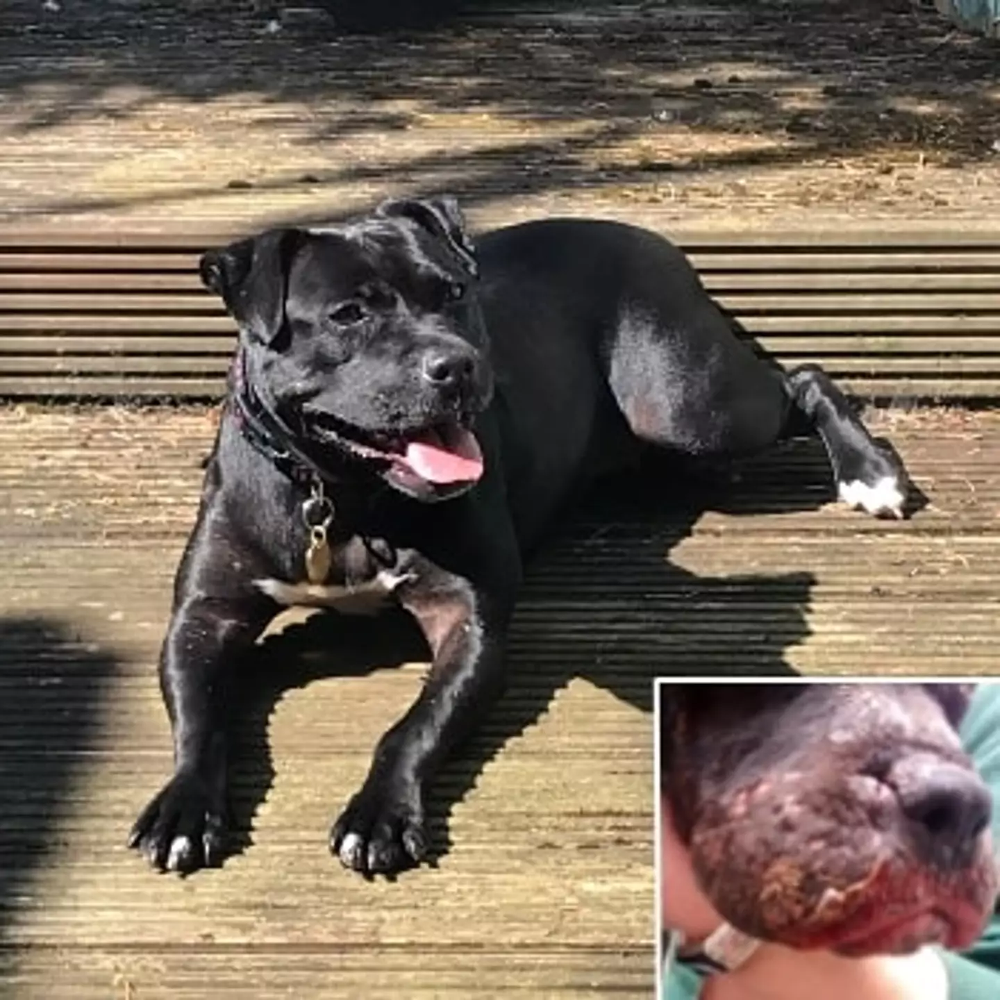 Kali was successfully rehomed after being treated for her injuries.