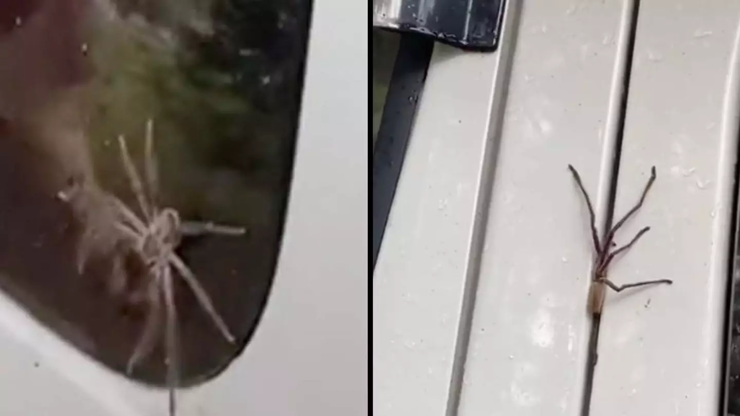 People Are Swearing To Never Visit Australia After Seeing How Spiders Can Get Into Cars