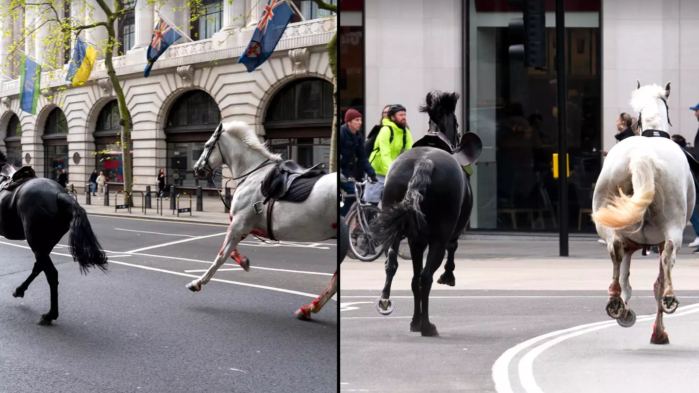 Soldier left injured and needing treatment as blood covered horses run loose through London
