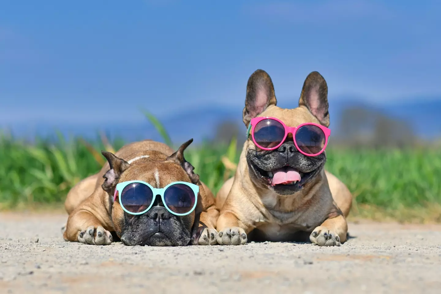 If you're feeling the heat, so are they (Getty Stock Photo)