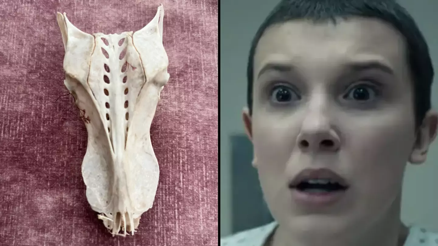 u/Duckbats/Reddit. Netflix