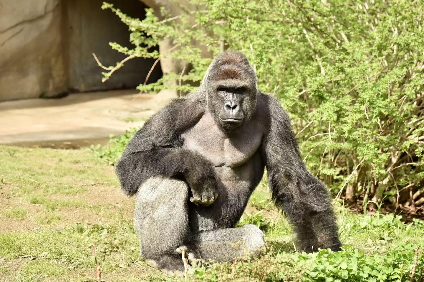 Harambe at Cincinnati Zoo.