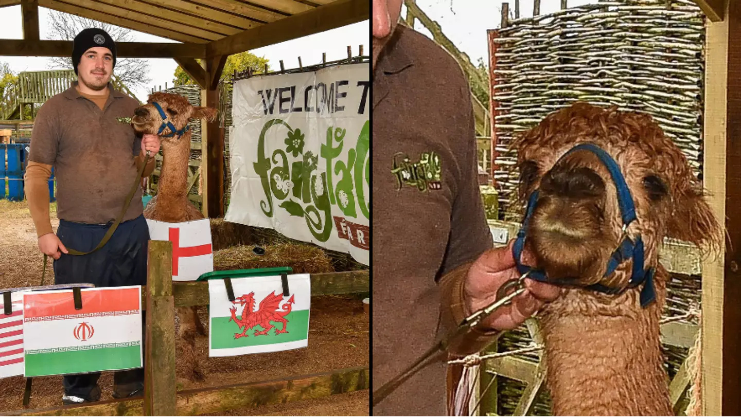 ‘Psychic’ alpaca predicts exactly how England will perform in World Cup