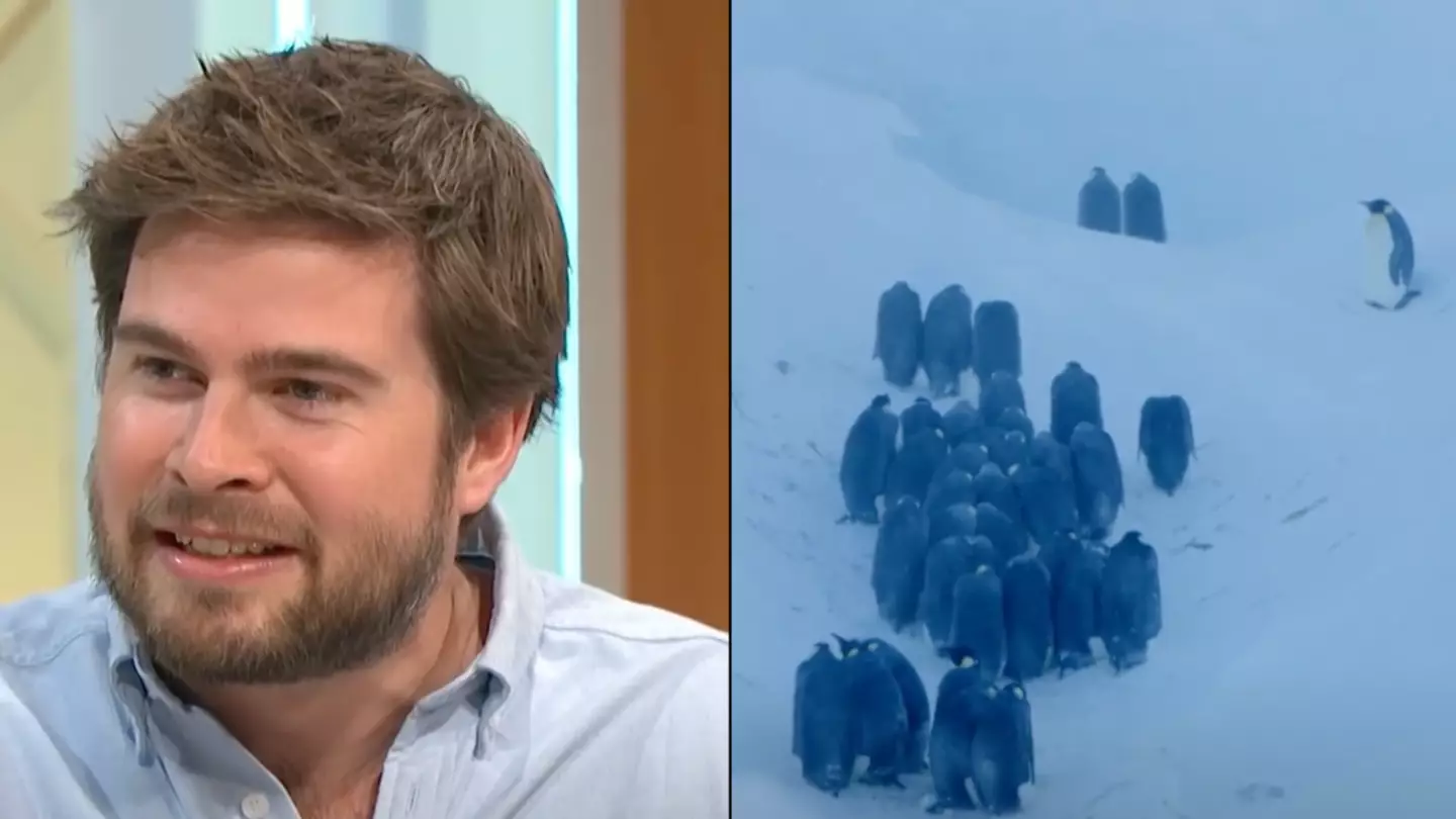 BBC director addressed why he broke huge ‘no interference’ rule after spotting problem while filming penguins