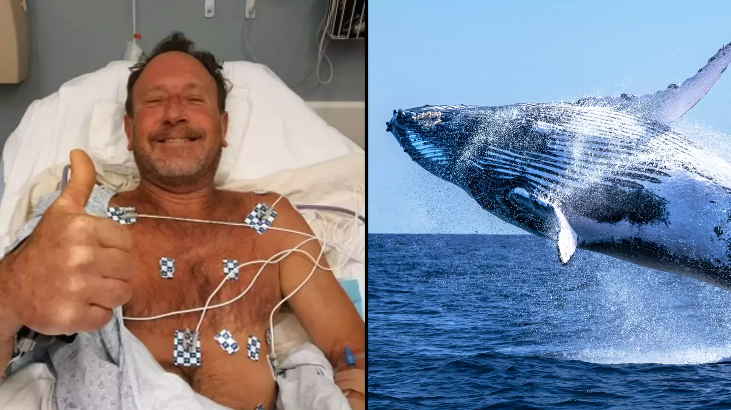 Man 'swallowed' by humpback whale before being spat back out feared he'd be eaten