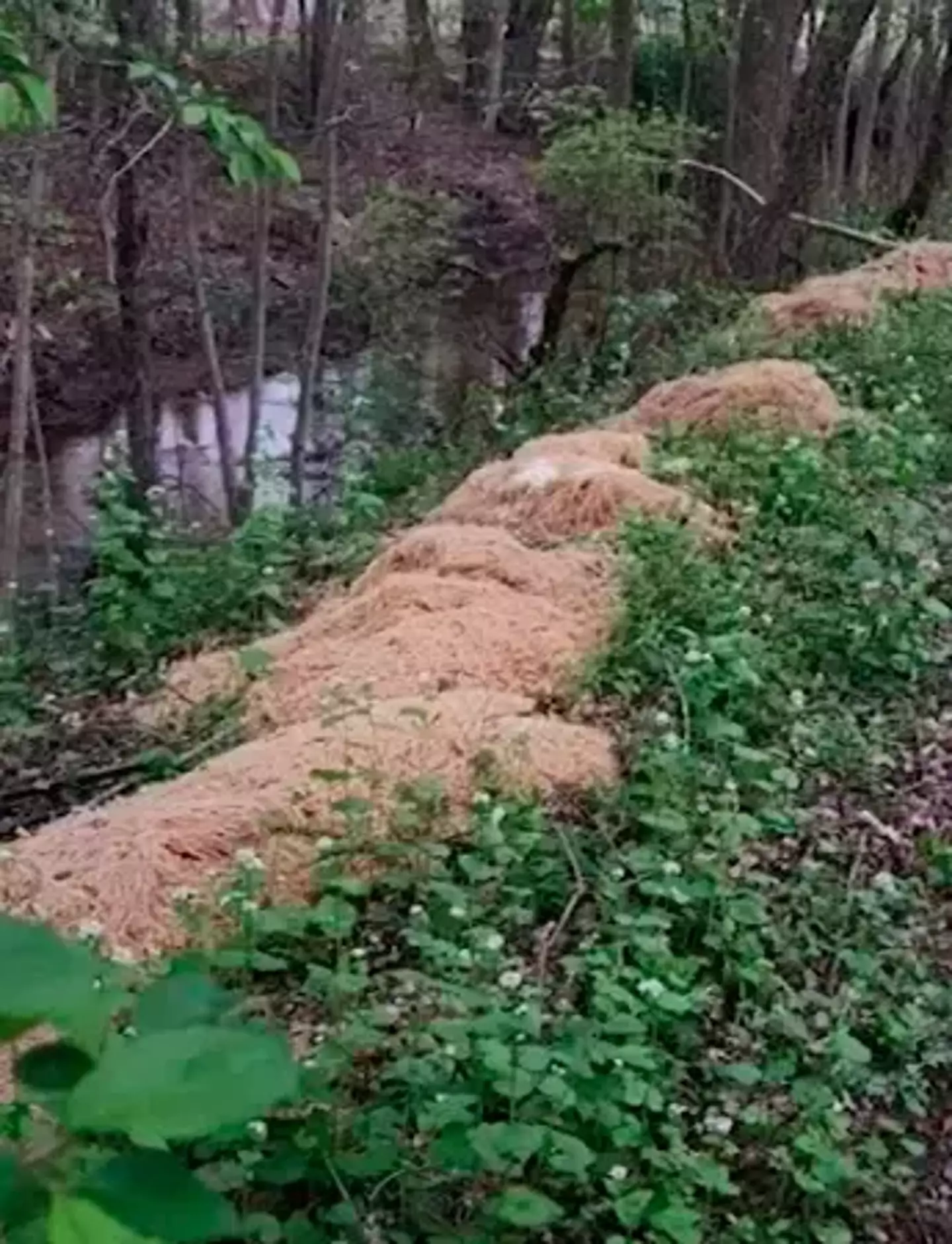 The starchy discovery was made by a local resident taking a stroll near their home in Old Bridge Township.