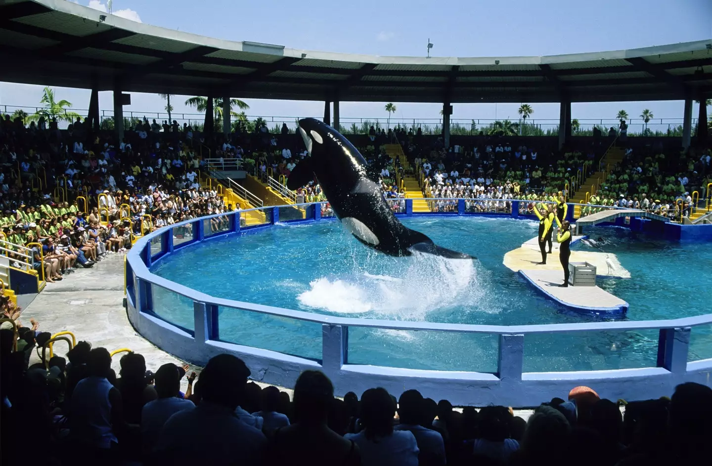 Lolita the orca (pictured) was captured all the way back in 1970.