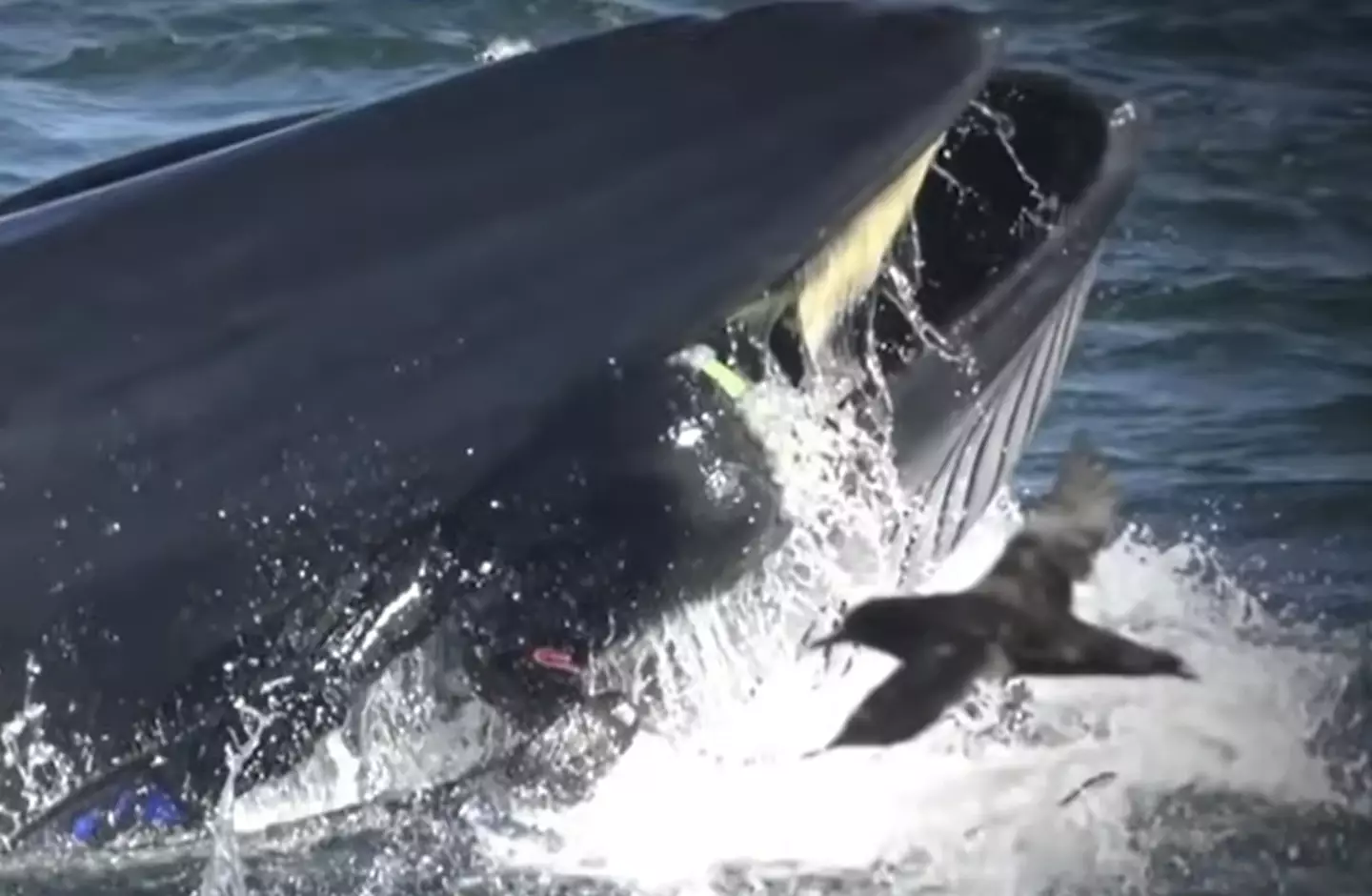 See that thing inside the whale's mouth? That's Rainer in the process of being swallowed whole.