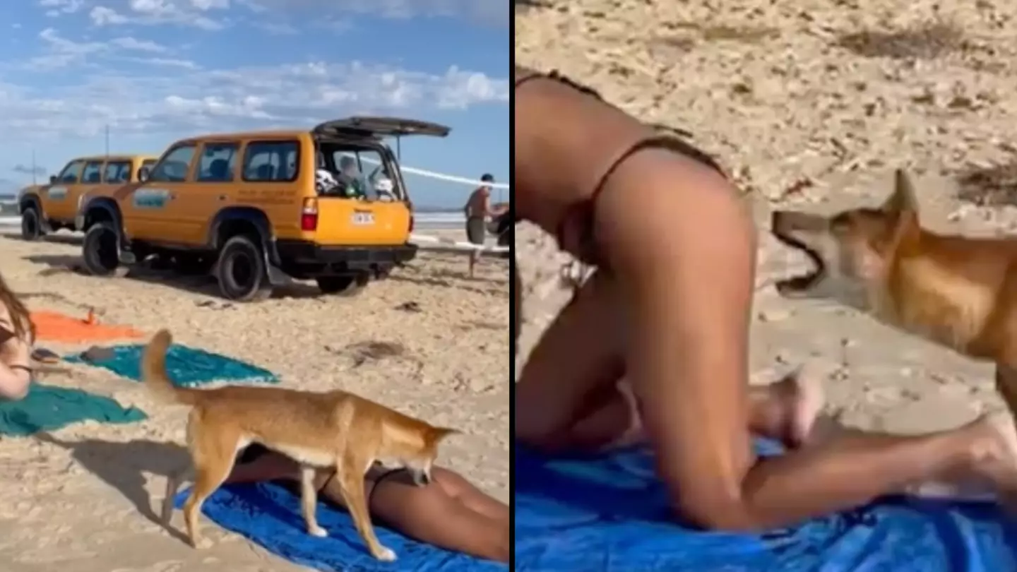 Dingo bites sunbathing tourist on bum cheek in Australia