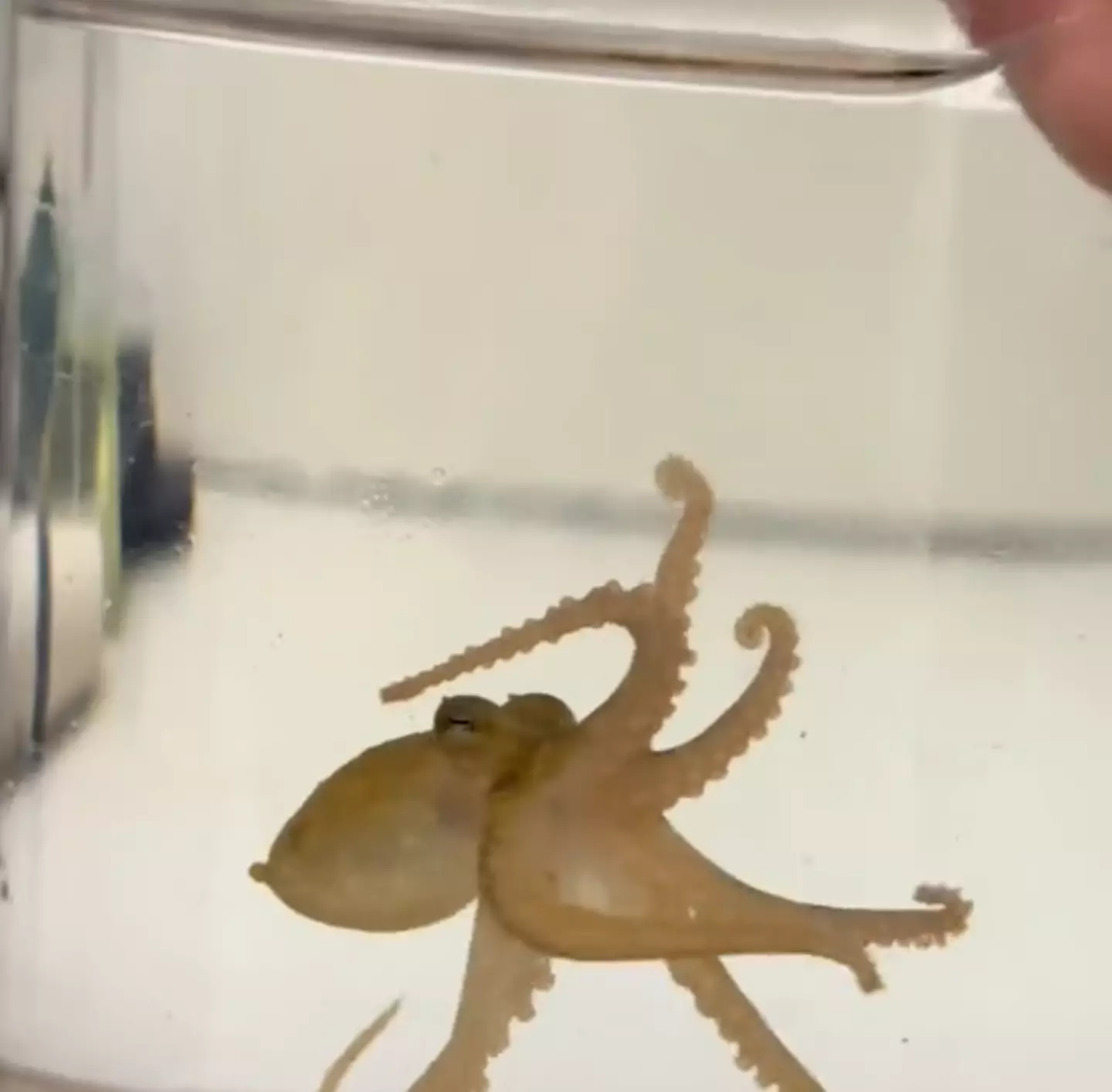 A recent glimpse at one of Terrance's babies (TikTok/Doctoktopus)