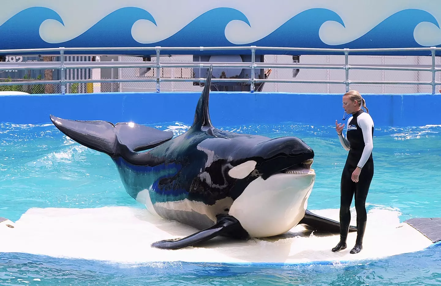 Captured in 1970, Lolita has spent the past five decades performing at the Miami Seaquarium.