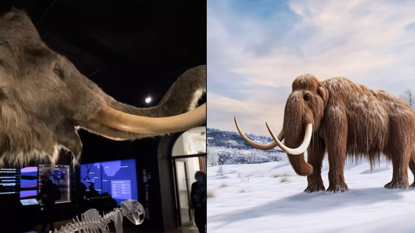 Woolly mammoths could soon be resurrected from extinction following major breakthrough